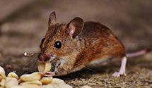 24 Hour & Emergency Exterminators in Alco, AR